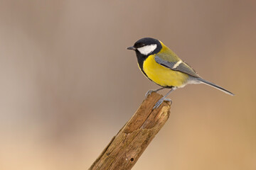 Bogatka (Parus major)