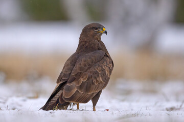 Myszołów zwyczajny (Buteo buteo)
