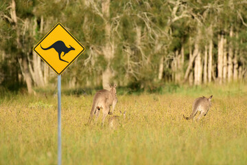 Warning sign caution kangaroos set near the forest. You can meet wild animals in this place....