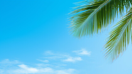 Background sky,Bright Pastel color blue With coconut leaves