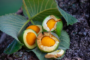 Typical ripe pequi fruit (caryocar brasiliense) in fine details and selective focus. Typical fruit of the Brazilian cerrado bioama.