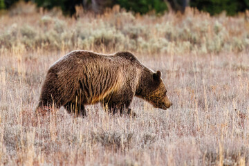 Side profile of grizzly bear (Ursus arctos horribilis) 793 in Grand Teton National Park in October 2023