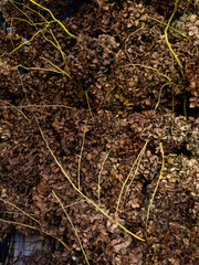 Background of dried flowers.Brown petals.  Decorations made from dead flowers.