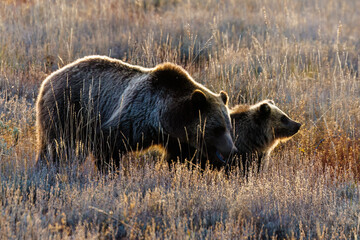 Grizzly bear (Ursus arctos horribilis) 793 and one of her cubs in Grand Teton National Park in October 2023