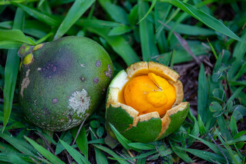 Typical ripe pequi fruit (caryocar brasiliense) in fine details and selective focus. Typical fruit of the Brazilian cerrado bioama.
