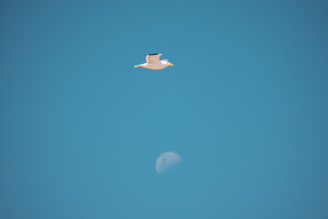 Seagull flying in a clear blue sky, with the moon in the background