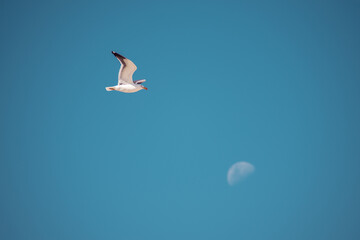 Seagull flying in a clear blue sky, with the moon in the background