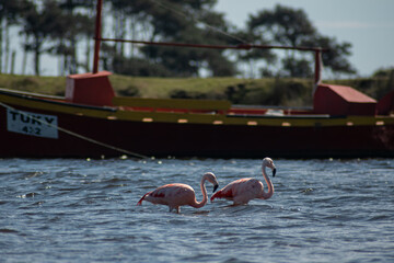 Wild flamingos in a stream in uruguay