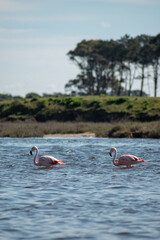 Wild flamingos in a stream in uruguay
