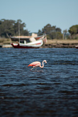 Wild flamingo flying in a stream in uruguay