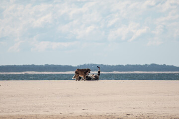 Selfie with a dog on the beach on a cool day
