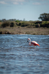 Wild flamingo flying in a stream in uruguay