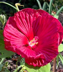 red hibiscus flower