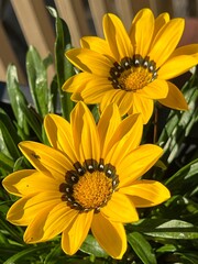 yellow Gazania Treasure flowers in the garden