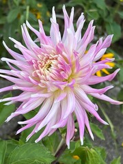 pink and white dahlia