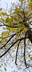 autumn leaves against blue sky