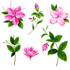 A set of illustrations of azalea flowers isolated on a white background, elements suitable for patterns and more.