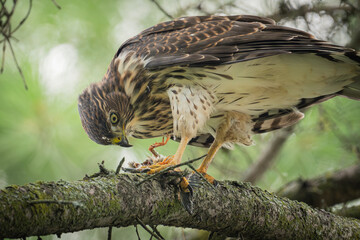 hawk on a tree eating