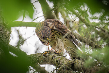 hawk on a tree eating