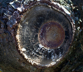 Close up of a sawed off tree branch. - obrazy, fototapety, plakaty