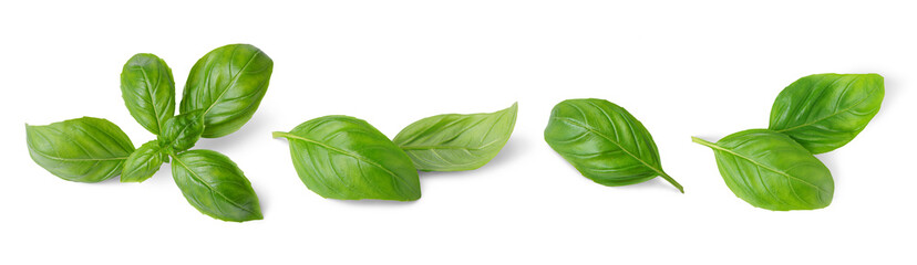 Basil leaves isolated on white, transparent background, PNG. Set, collection of different position basil green fresh leaves. Healthy eating, aromatic herb, food ingredient, spice for culinary - obrazy, fototapety, plakaty