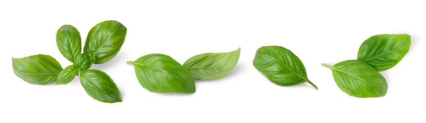 Foto op Canvas Basil leaves isolated on white, transparent background, PNG. Set, collection of different position basil green fresh leaves. Healthy eating, aromatic herb, food ingredient, spice for culinary © katyamaximenko