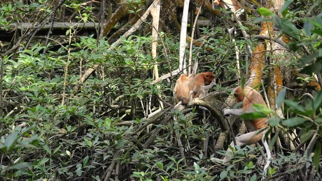 Selective focus proboscis monkey in the wild, sitting on tree, at mangrove forest at Tarakan, Indonesia. Proboscis monkey foraging at mangrove forest. Wild nature stock footage.