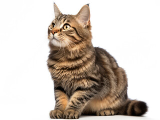 Obraz premium American Bobtail Cat Studio Shot Isolated on Clear Background, Generative AI