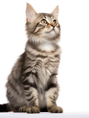 American Bobtail Cat Studio Shot Isolated on Clear Background, Generative AI