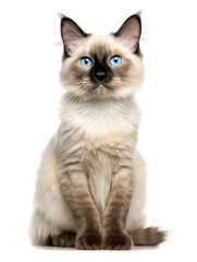 Balinese Cat Studio Shot Isolated on Clear Background, Generative AI