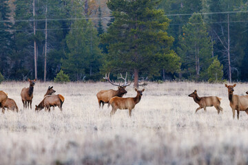 Mature Bull elk (Cervus canadensis) standing in a grassy meadow with his harem of cows in Grand Teton National Park, Wyoming during early fall.