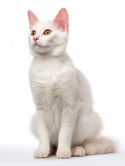 Fototapeta premium Turkish Van Cat Studio Shot Isolated on Clear Background, Generative AI