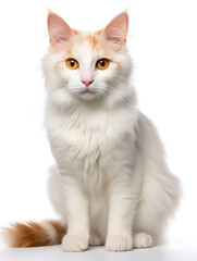 Turkish Van Cat Studio Shot Isolated on Clear Background, Generative AI