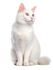 Fototapeta premium Turkish Van Cat Studio Shot Isolated on Clear Background, Generative AI