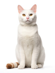 Obraz premium Japanese Bobtail Cat Studio Shot Isolated on Clear Background, Generative AI