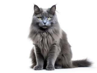 Obraz premium Nebelung Cat Studio Shot Isolated on Clear Background, Generative AI