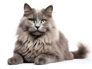 Obraz premium Nebelung Cat Studio Shot Isolated on Clear Background, Generative AI