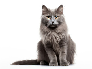 Obraz premium Nebelung Cat Studio Shot Isolated on Clear Background, Generative AI