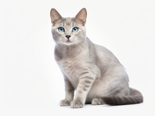 Obraz premium Singapura Cat Studio Shot Isolated on Clear Background, Generative AI