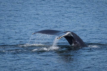 Obraz premium whale tail