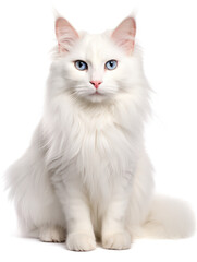 Turkish Angora Cat Studio Shot Isolated on Clear Background, Generative AI