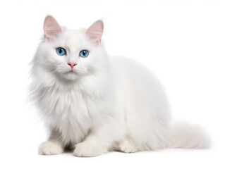 Fototapeta premium Turkish Angora Cat Studio Shot Isolated on Clear Background, Generative AI