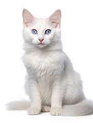 Turkish Angora Cat Studio Shot Isolated on Clear Background, Generative AI