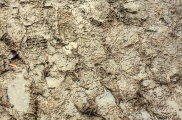 Mud with footprints after heavy rain