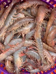 fresh shrimps