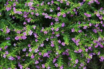 Fototapeta premium taiwan beauty flower