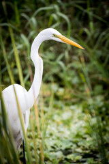 Egret Hunting for Food By a Lake in Central Florida