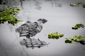 American Alligator Swimming in a Lake in Central Florida Showing Swimming Away with Head and Part of Body