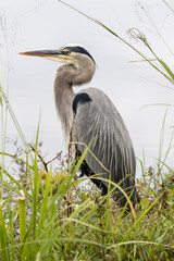 Blue Heron Hunting for Food By a Lake in Central Florida - Full Body