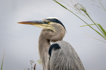 Blue Heron Hunting for Food By a Lake in Central Florida - Closeup of Head